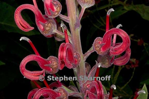 lobelia tupa 4 graphic